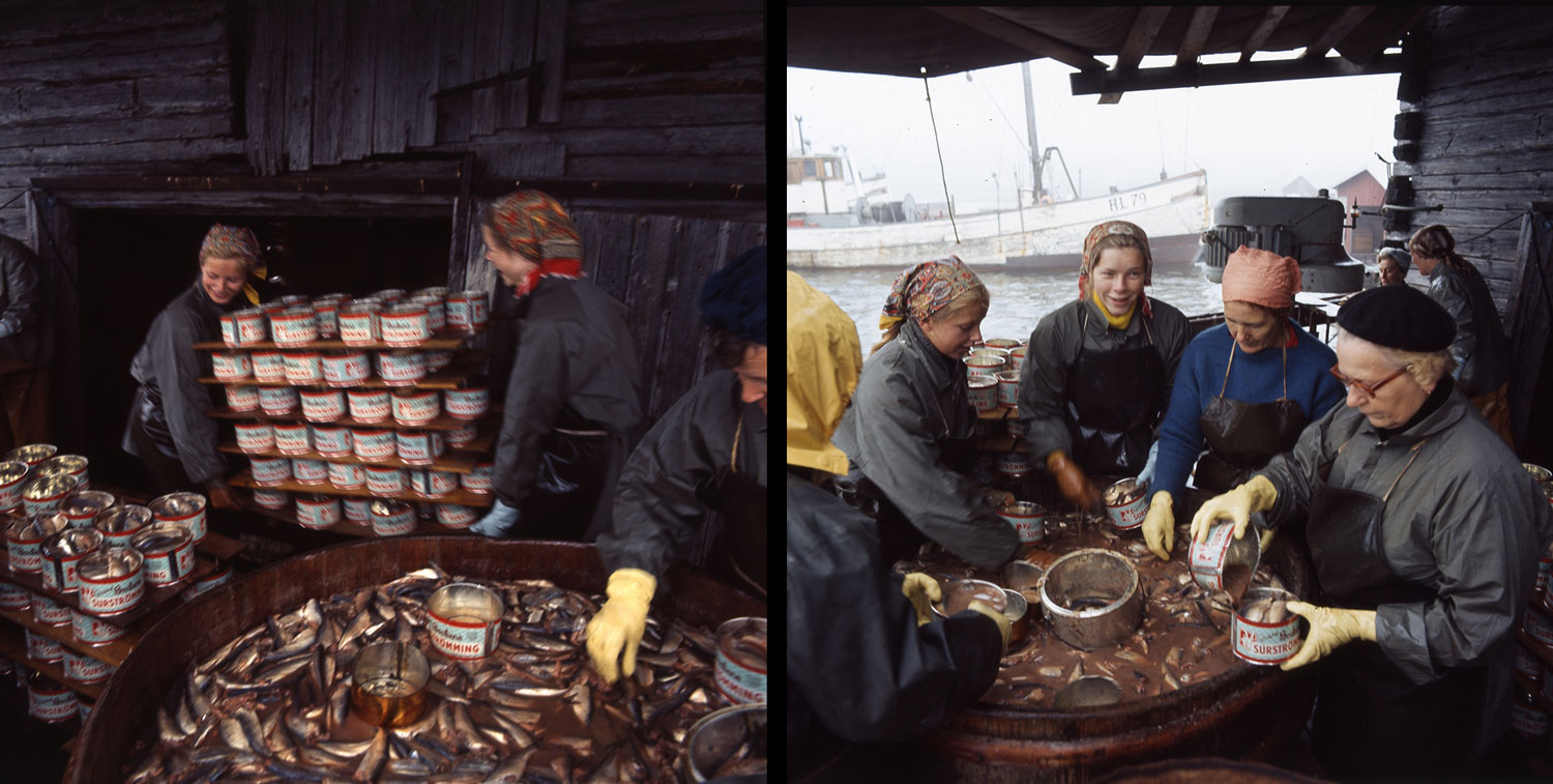 Fotografier från surströmmingstillverkning: kvinnor som bär stora lass med konservburkar och som arbetar runt en tunna med surströmming.
