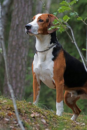 Hundrasen Hamiltonstövare är en svensk hundras som är lämplig för jakt på småvilt. Foto: Lotta Bengtsson/Svenska Kennelklubben.